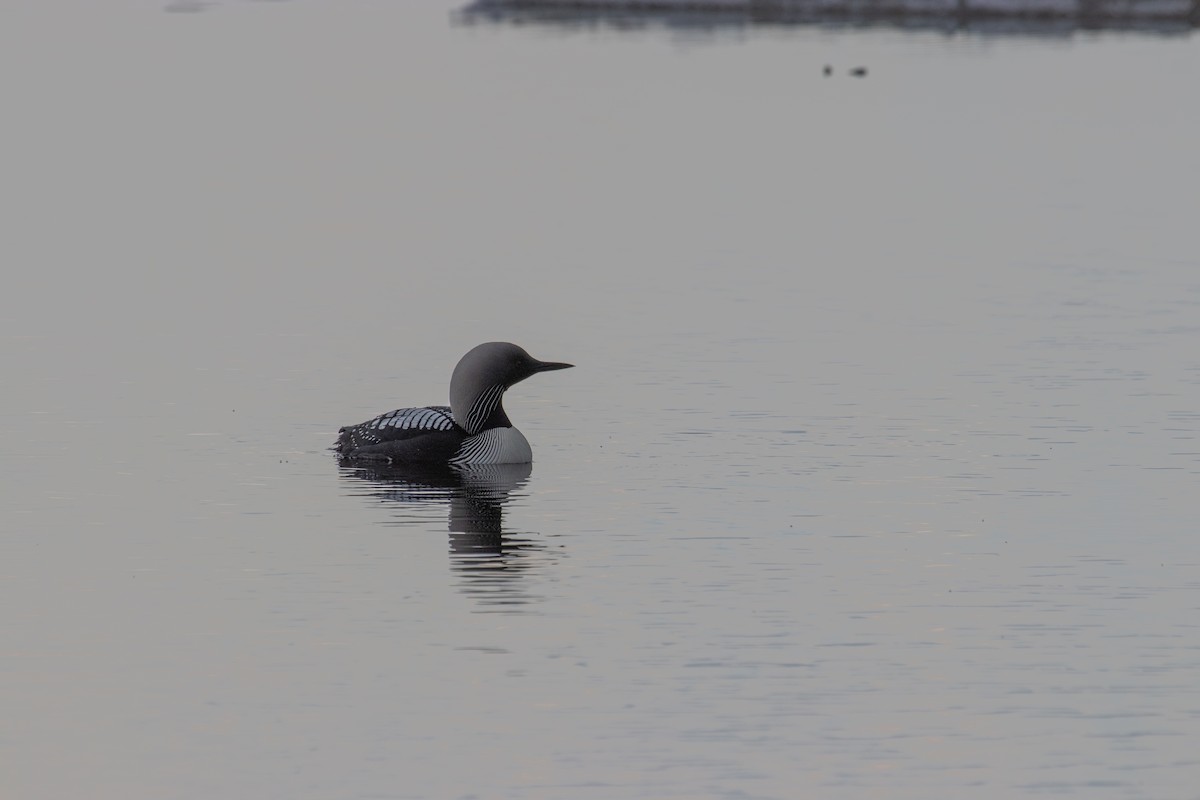 Pacific Loon - ML621353796