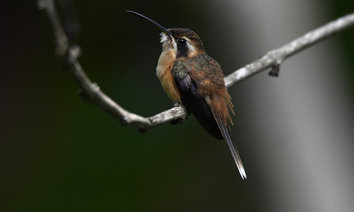 Stripe-throated Hermit - ML621353845