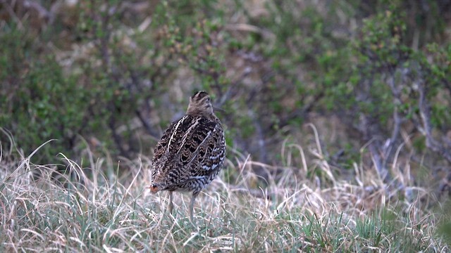 bekasina větší - ML621353918