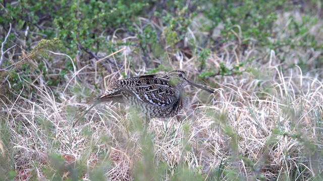 bekasina větší - ML621353919