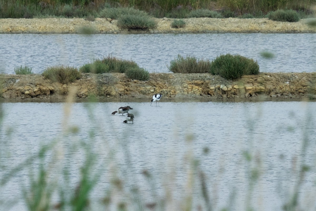 Pied Avocet - ML621354020