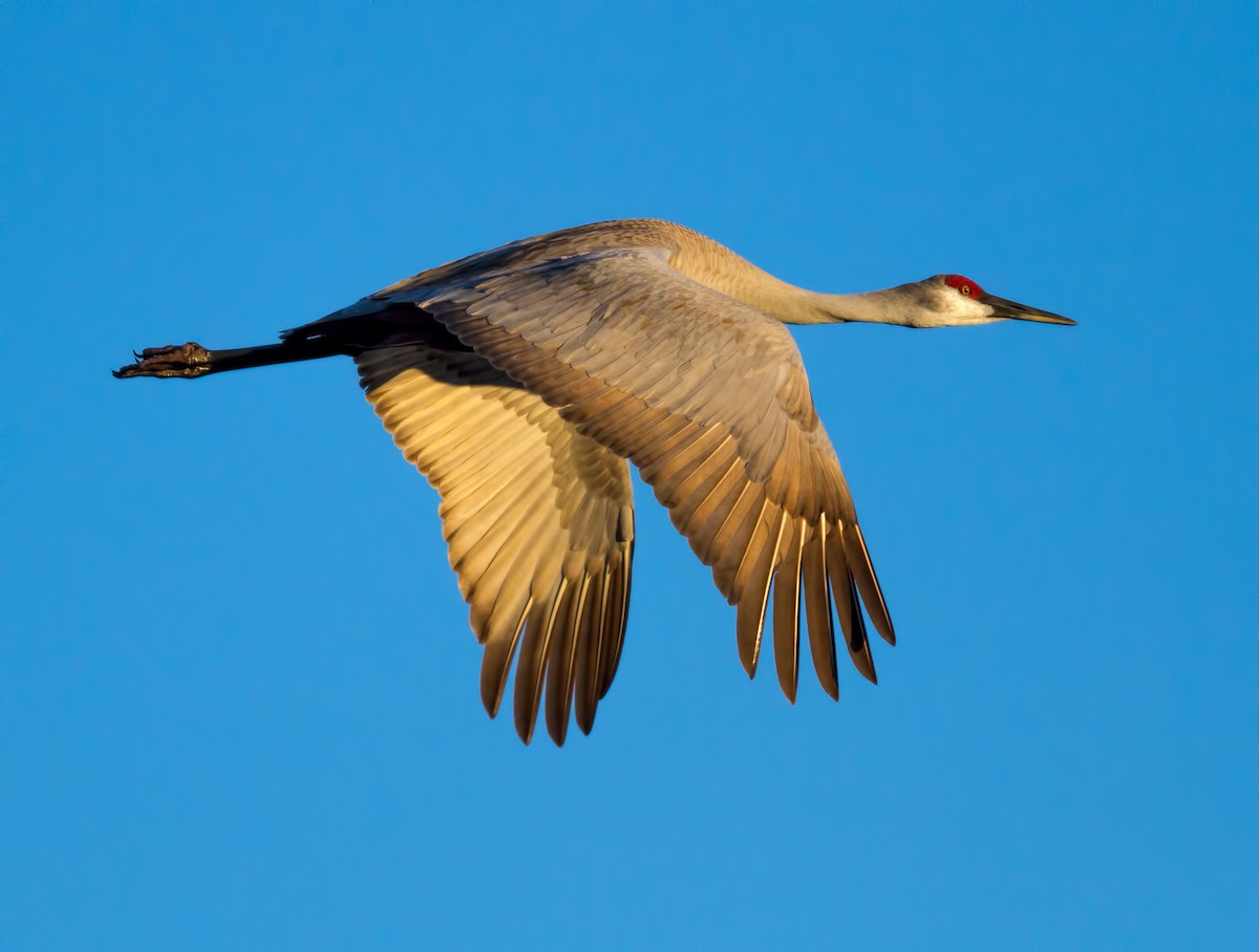 Sandhill Crane - ML621354111