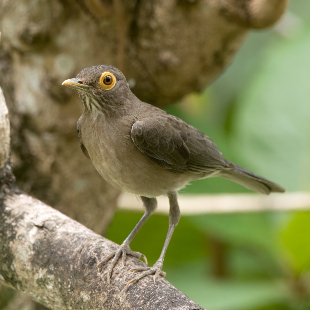 Spectacled Thrush - ML621354151