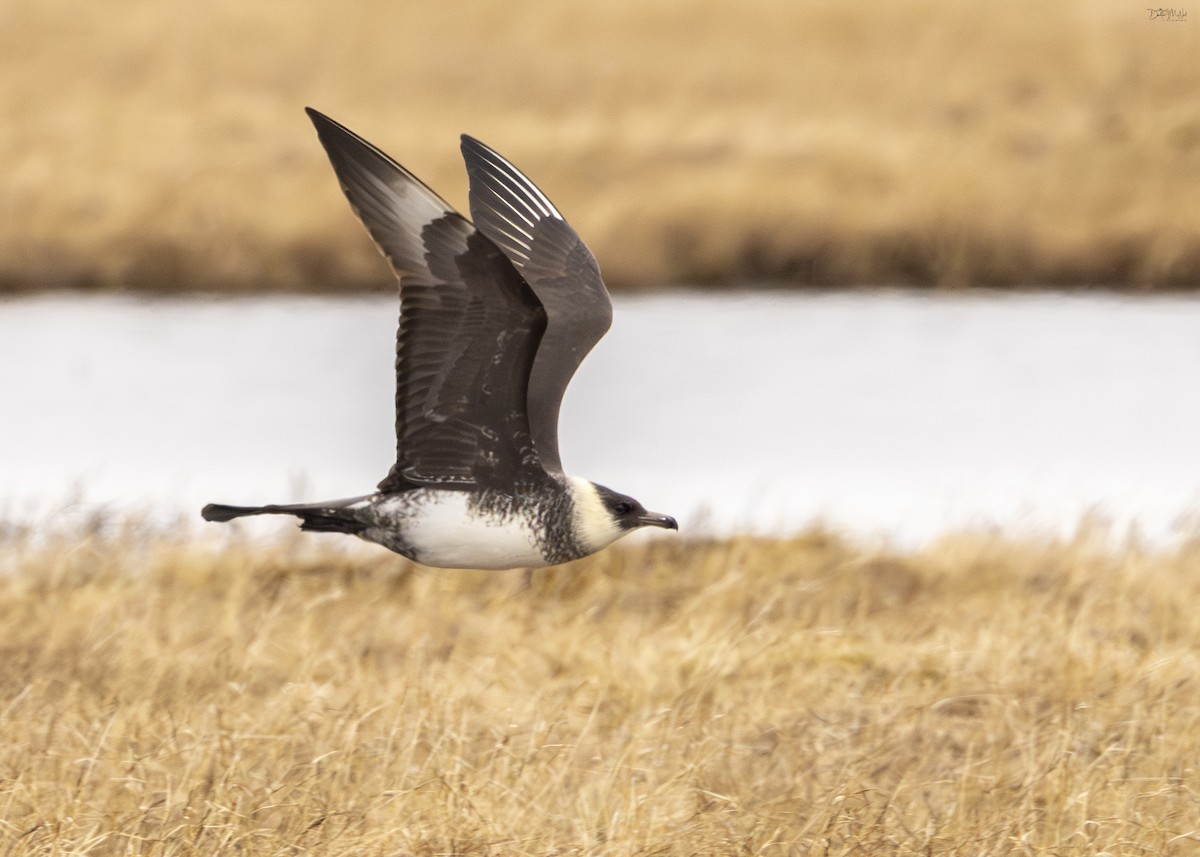 Pomarine Jaeger - ML621354208