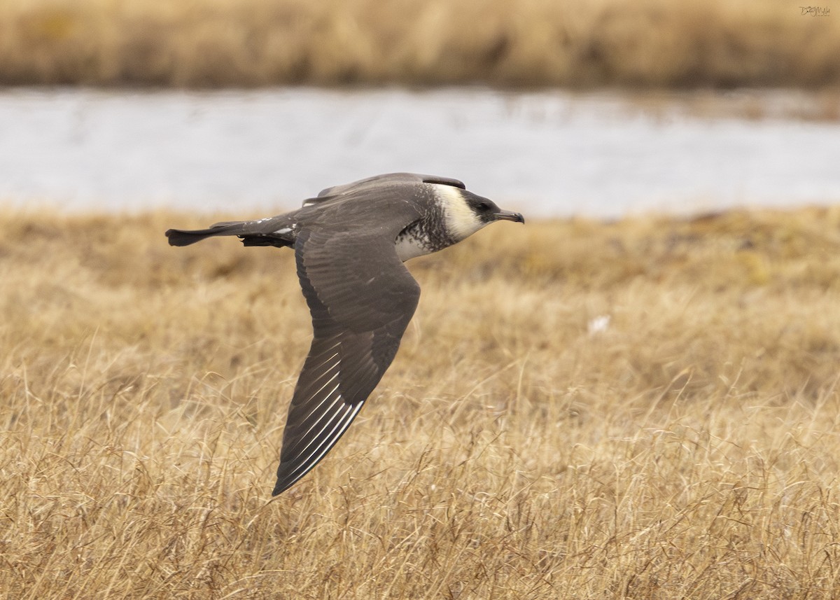 Pomarine Jaeger - Darlene J McNeil