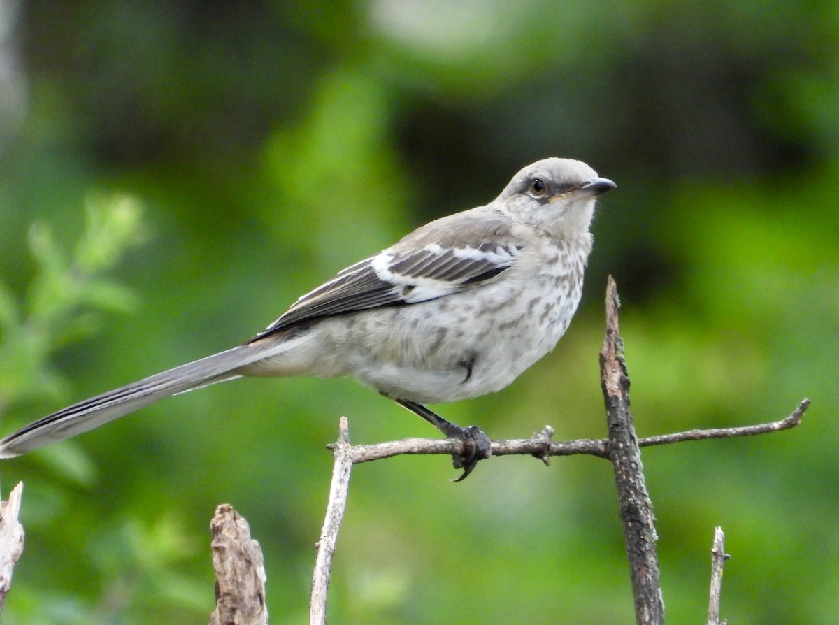 Northern Mockingbird - Robin M