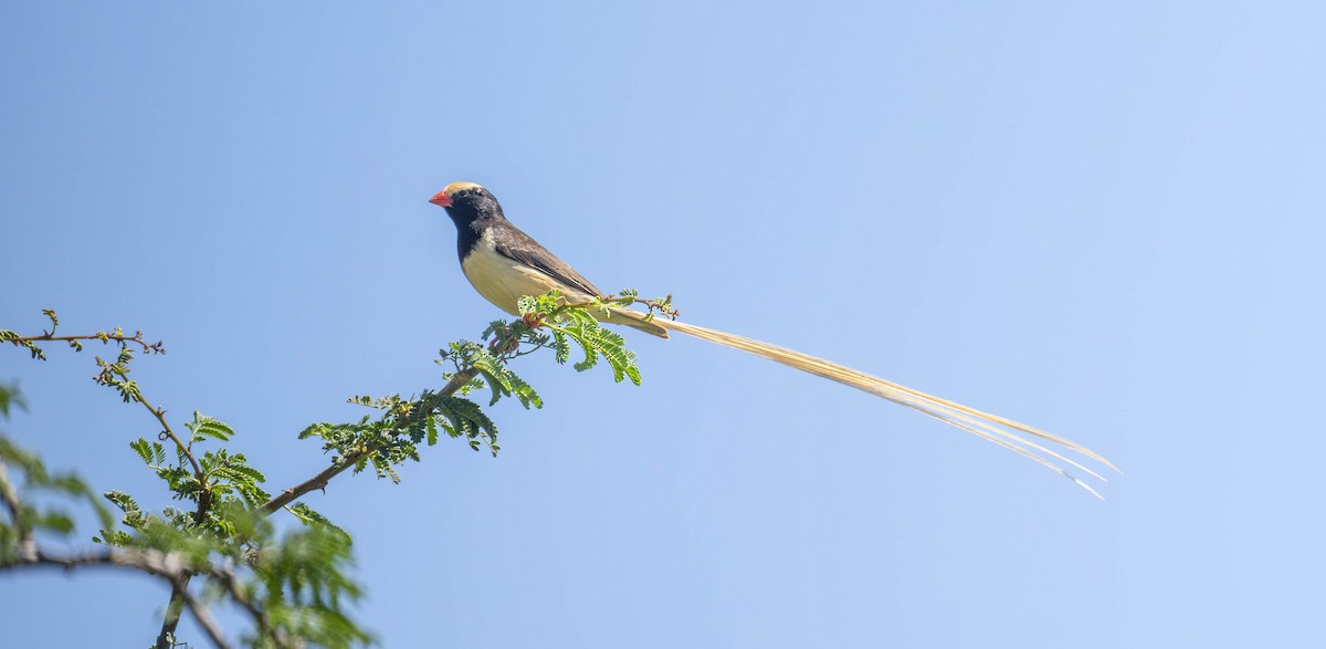 Straw-tailed Whydah - ML621354241