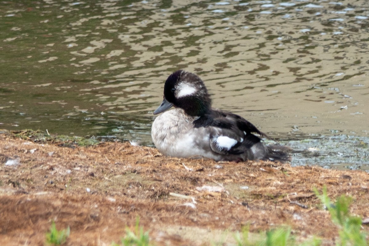 Bufflehead - ML621354364