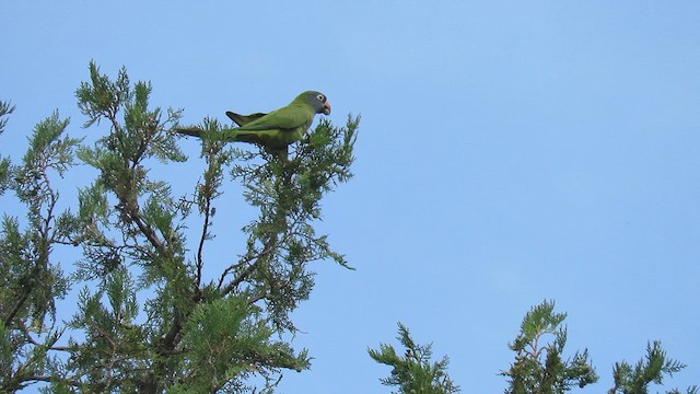 Conure à tête bleue - ML621354523