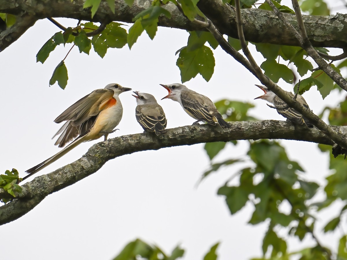 Scissor-tailed Flycatcher - ML621354529