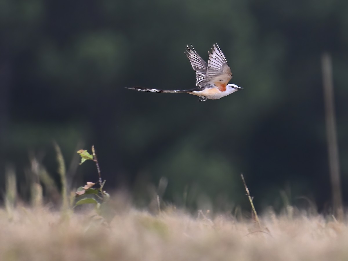 Scissor-tailed Flycatcher - ML621354531