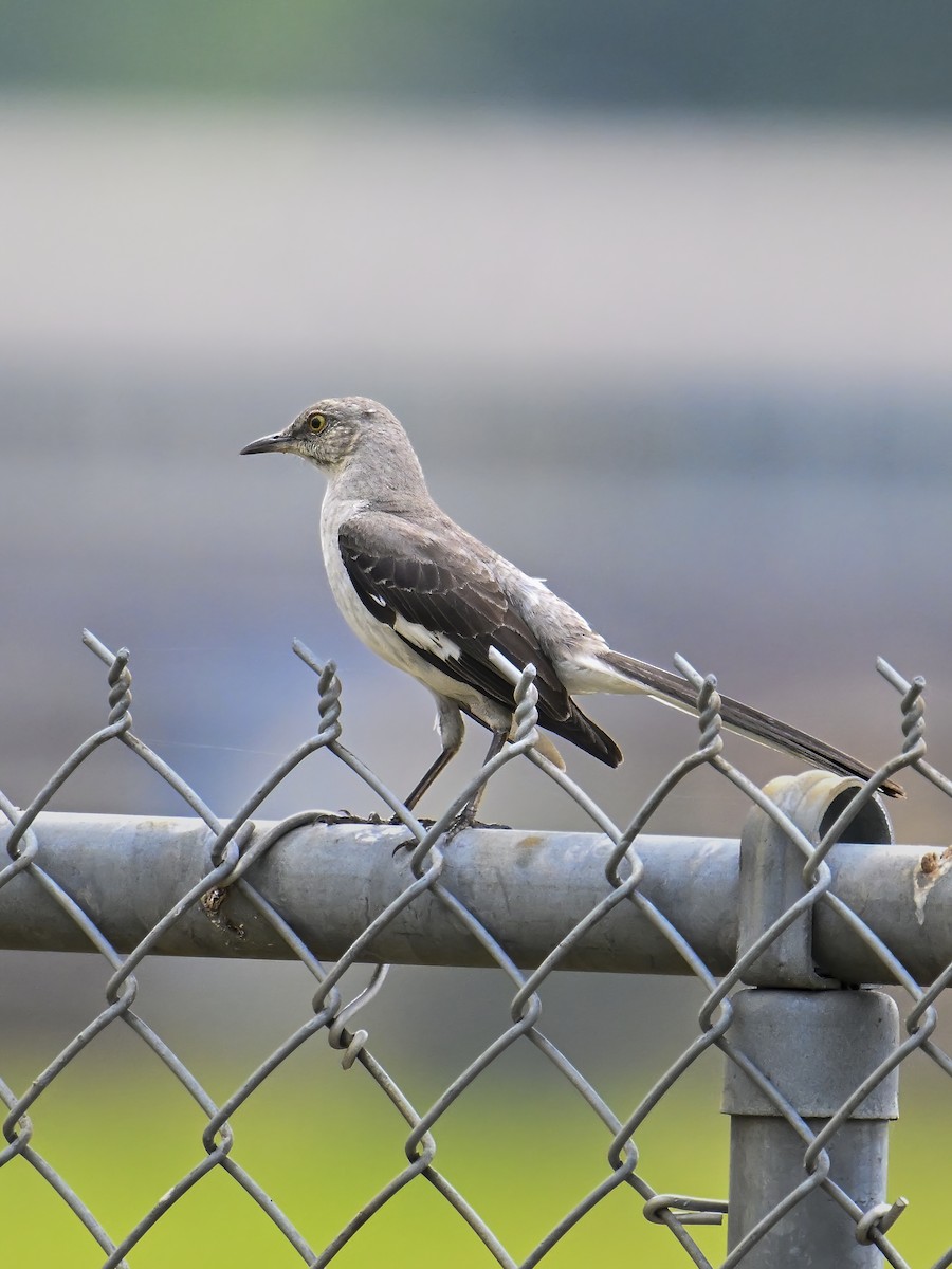 Northern Mockingbird - ML621354536