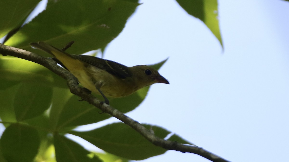 Scarlet Tanager - John Garrett