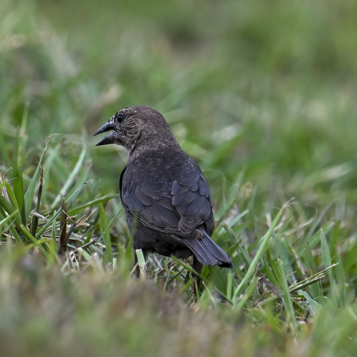 Brown-headed Cowbird - ML621354613