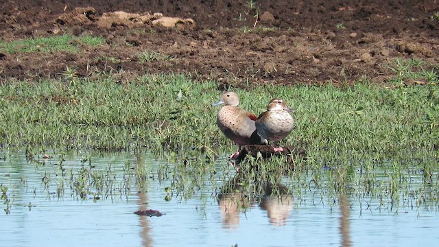 Ringed Teal - ML621354668