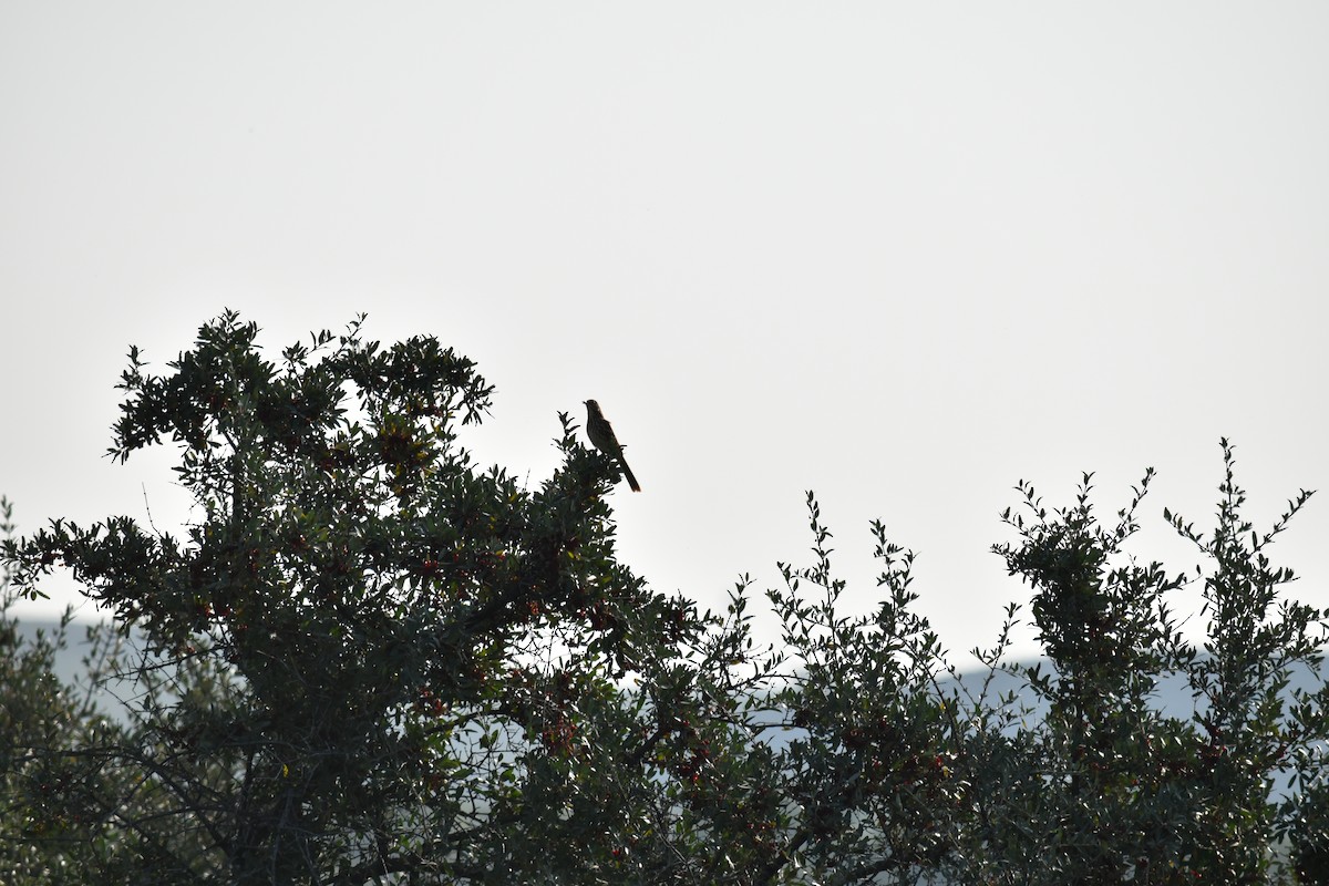 Brown Thrasher - ML621354719