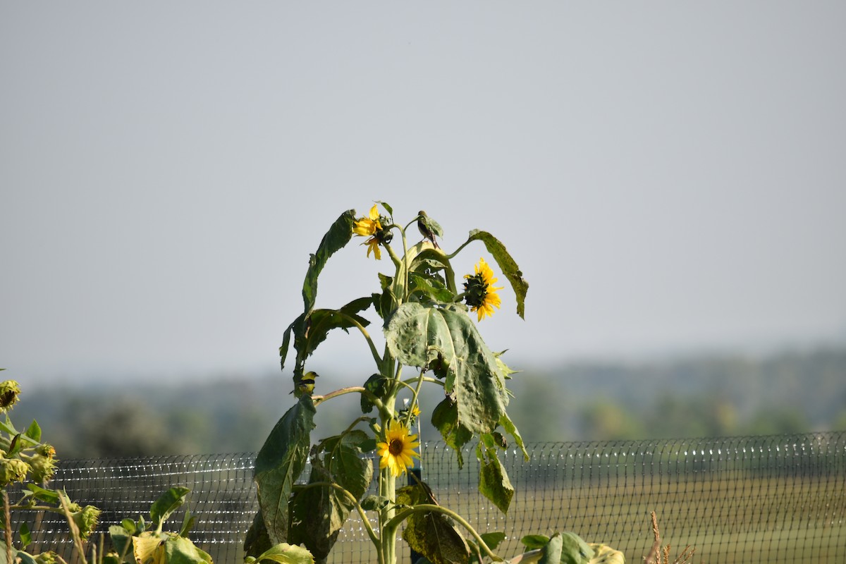 American Goldfinch - ML621354764