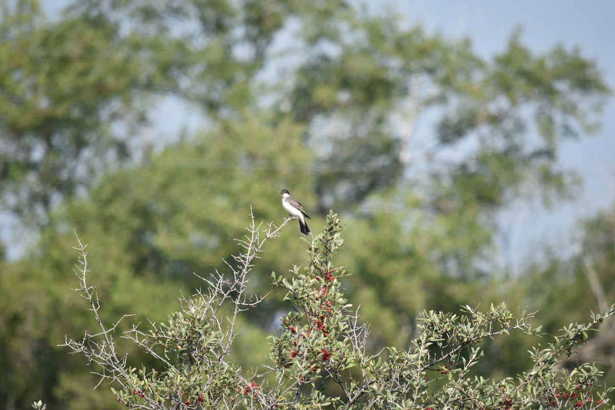 Eastern Kingbird - ML621354803