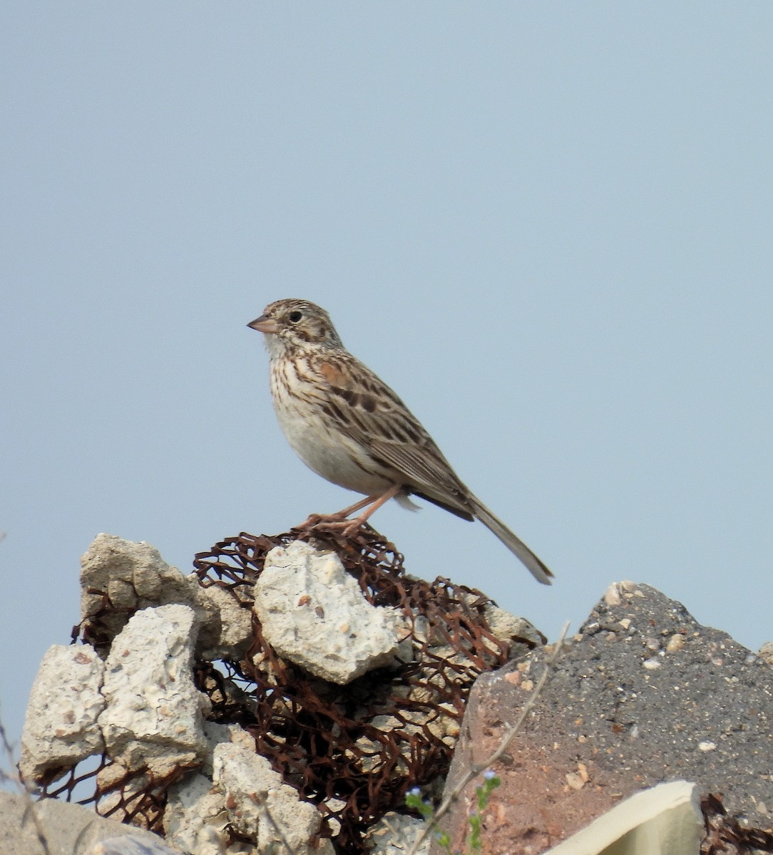 Vesper Sparrow - ML621354857