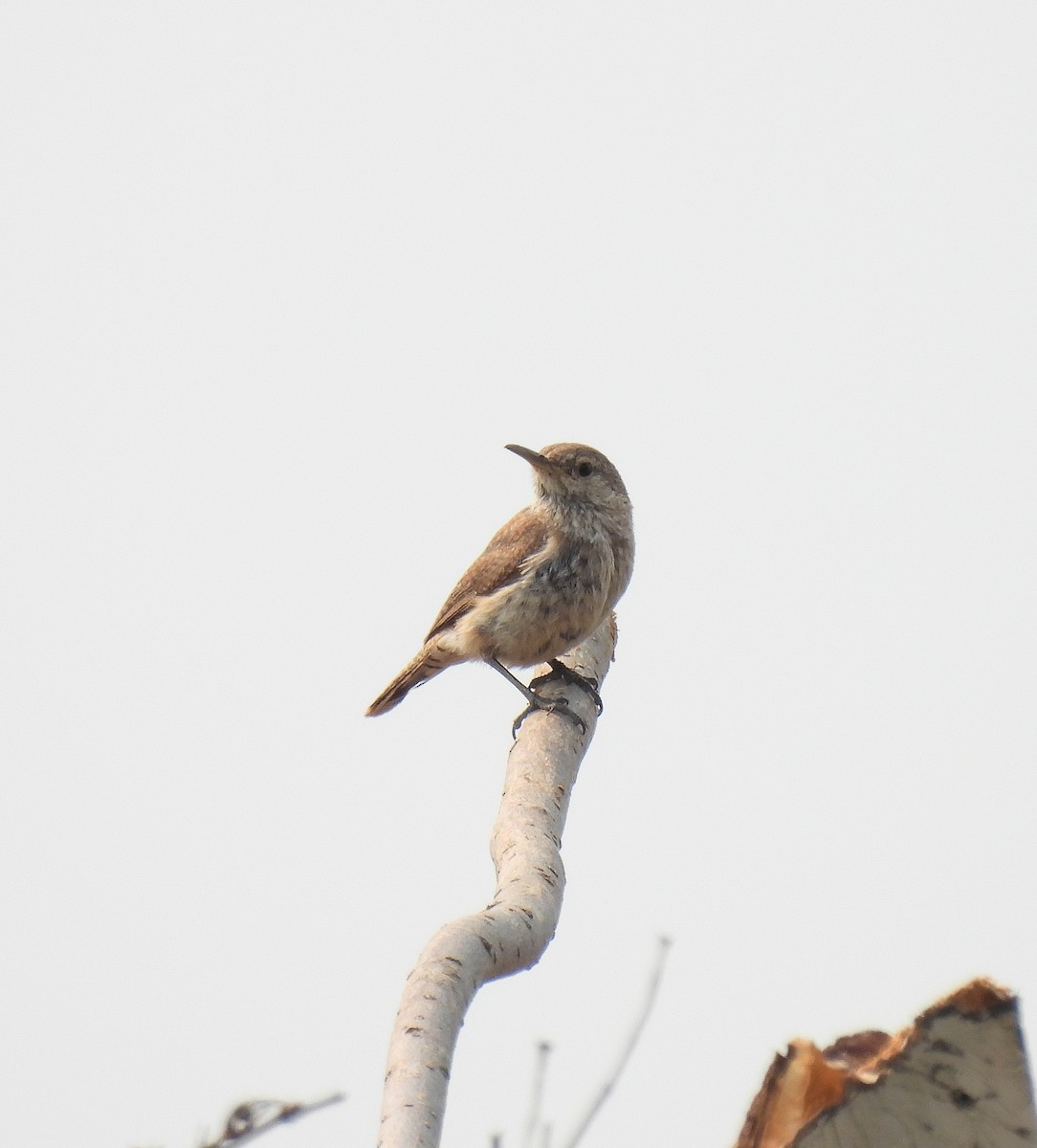 Rock Wren - ML621354873