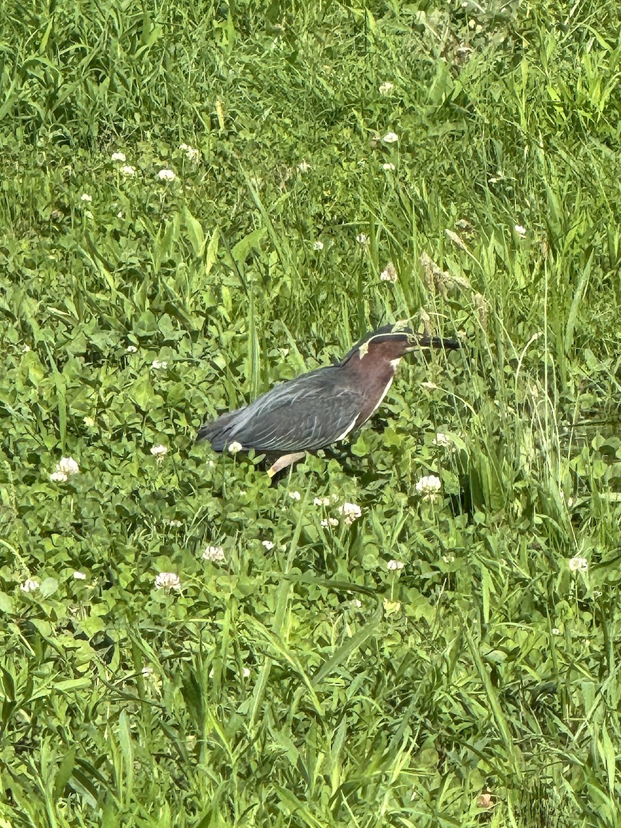 Green Heron - Cheryl Rosenfeld