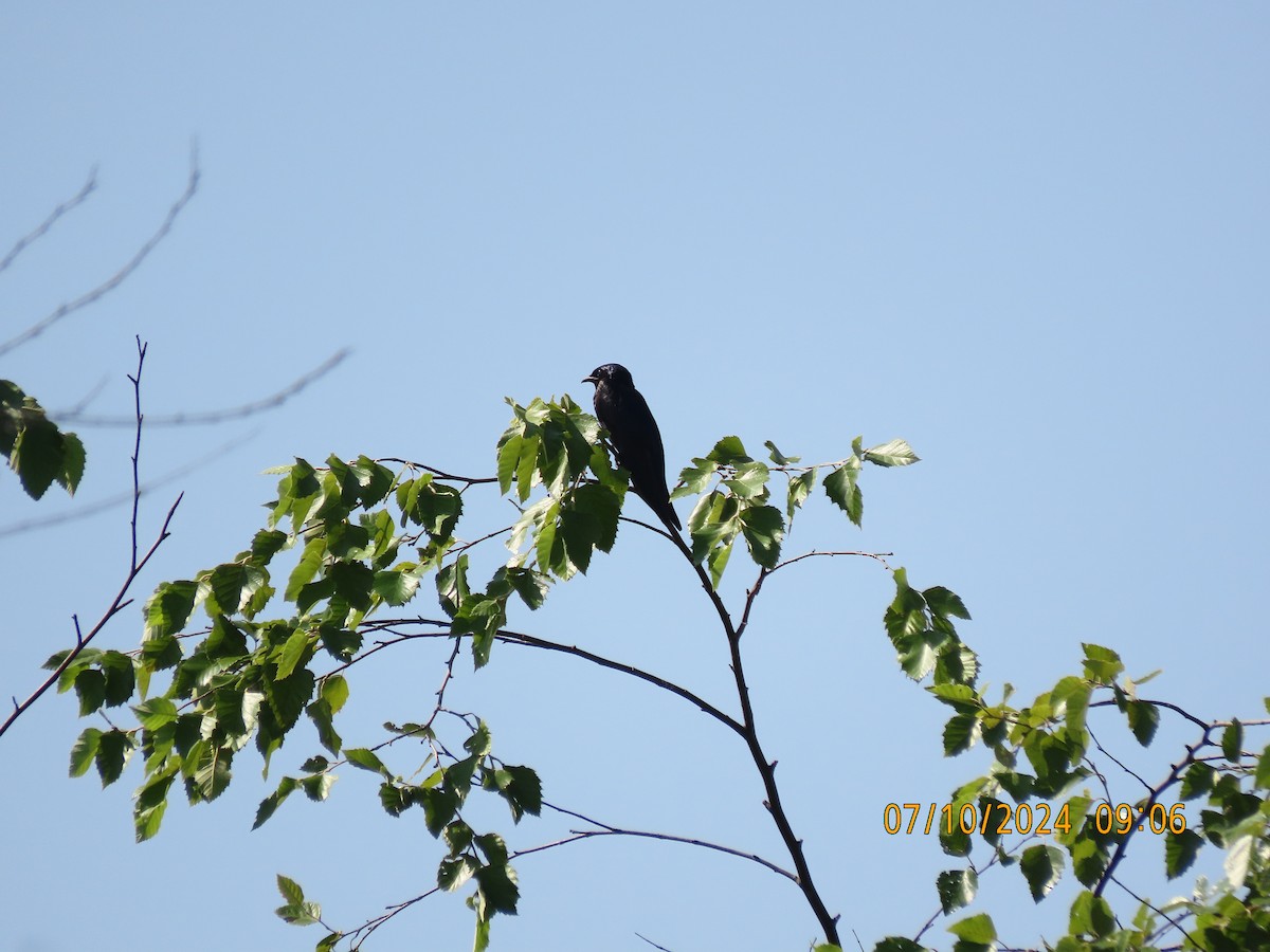 Purple Martin - ML621354969