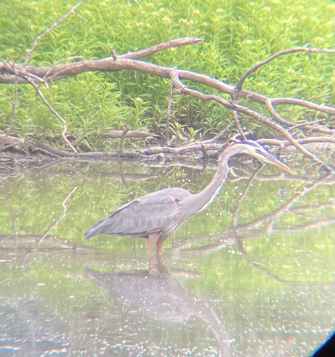 Great Blue Heron - ML621354973