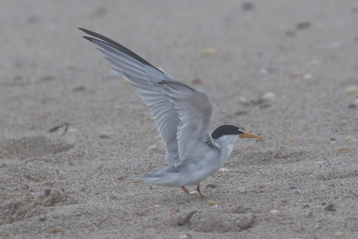 Least Tern - ML621355011