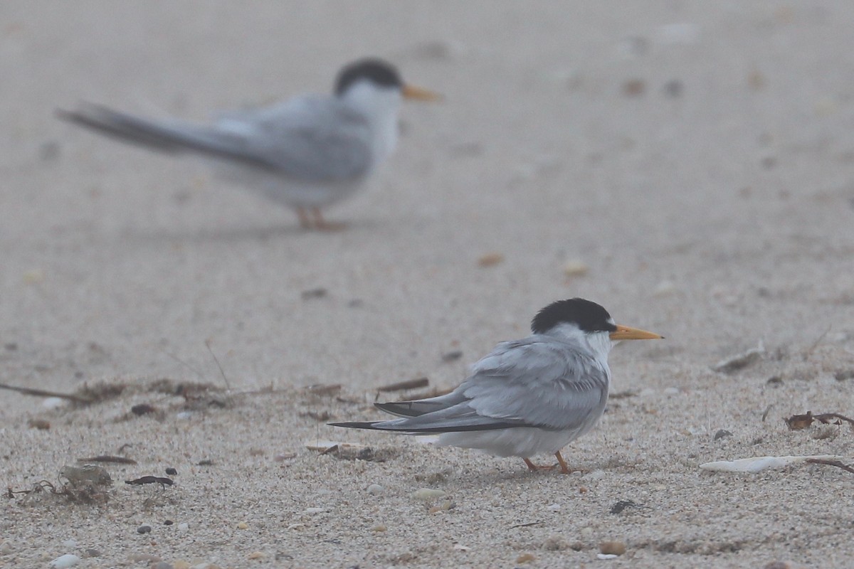 Least Tern - ML621355012