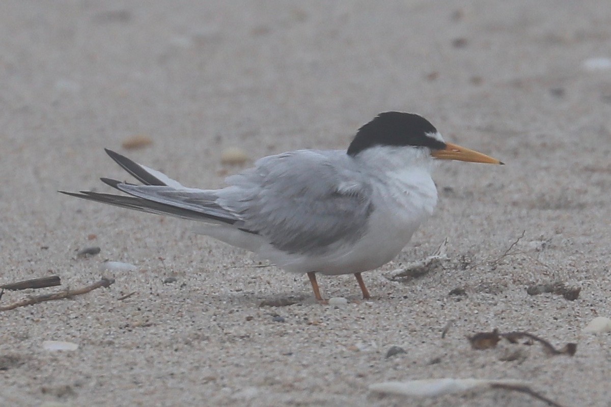 Least Tern - ML621355014