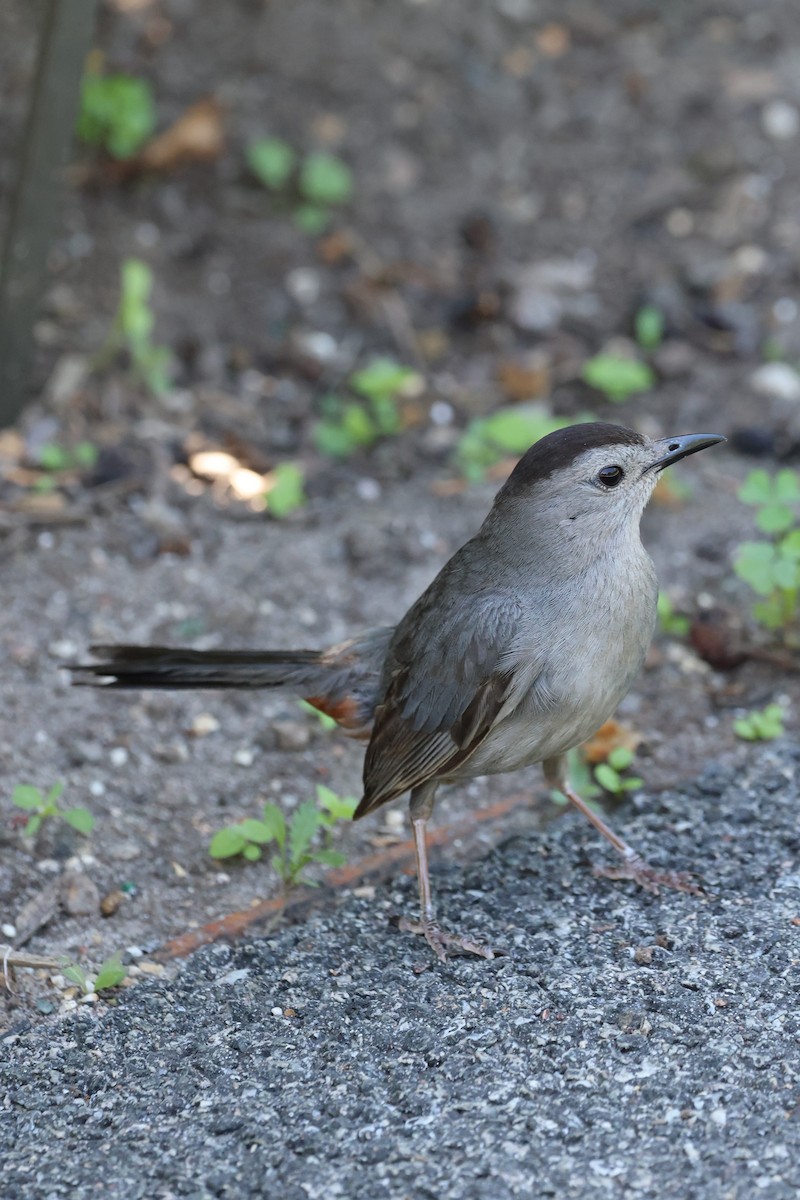 Katzenspottdrossel - ML621355076