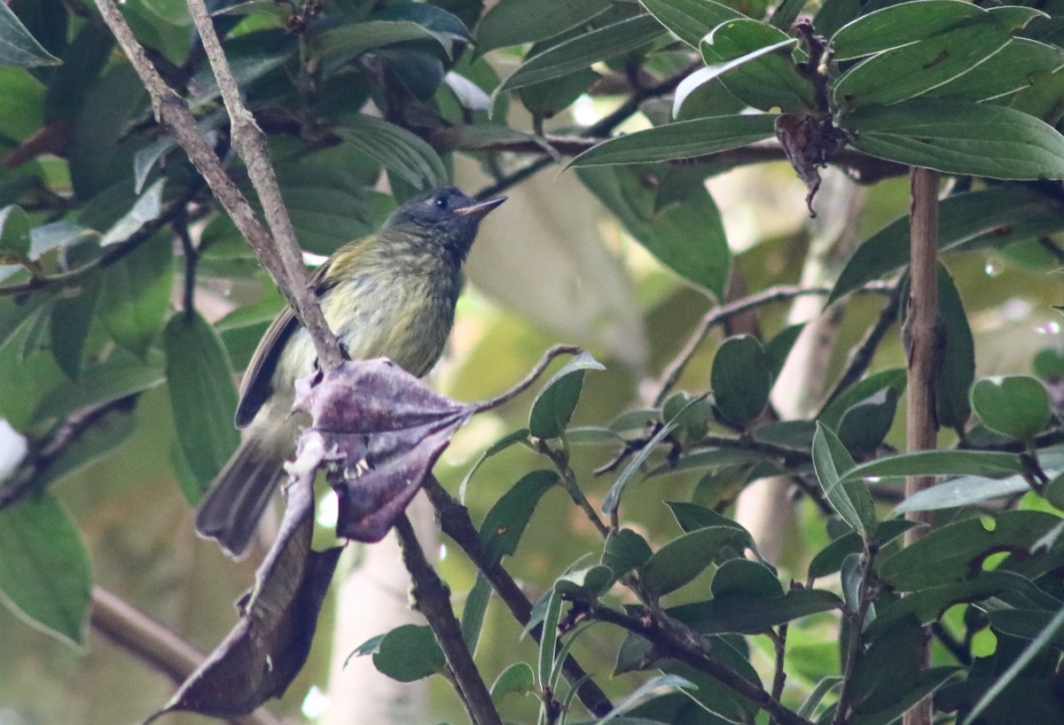 Streak-necked Flycatcher - Luis Hernández(@Birdsbyluishernandez)