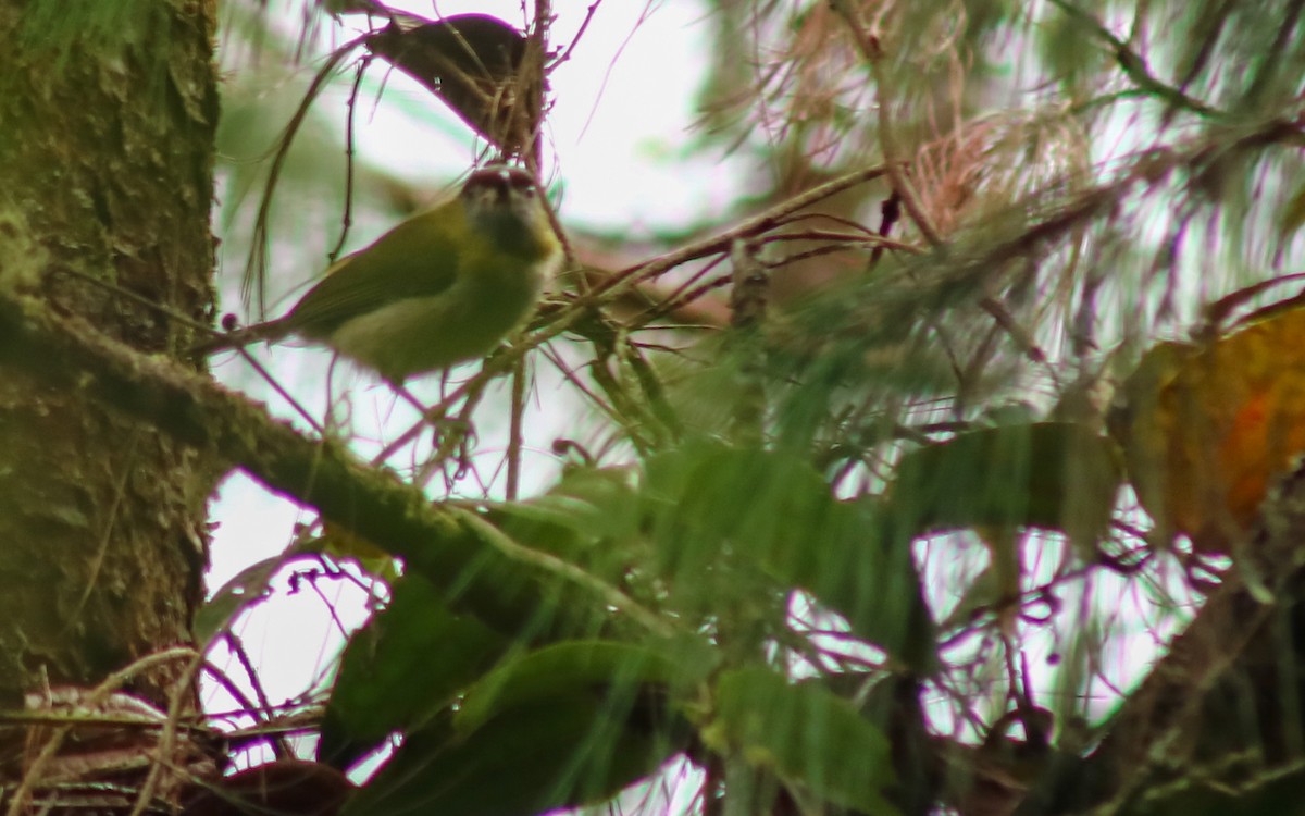 Vireón Piquinegro - ML621355177