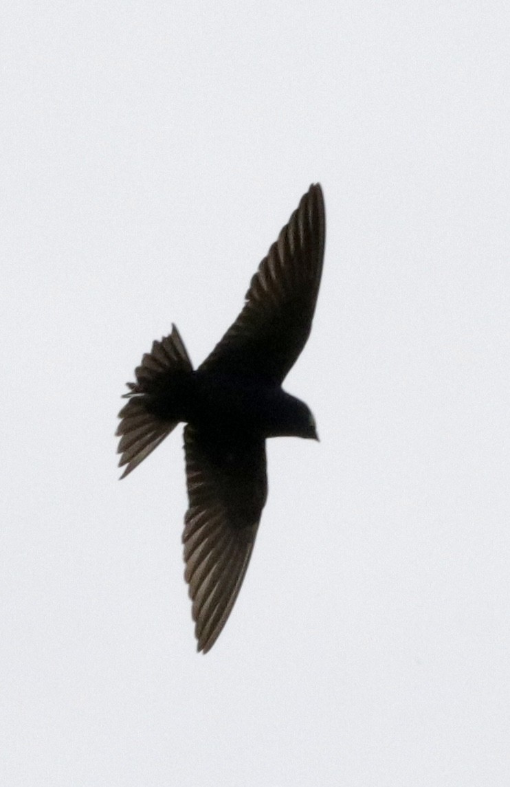 Purple Martin - ML621355220