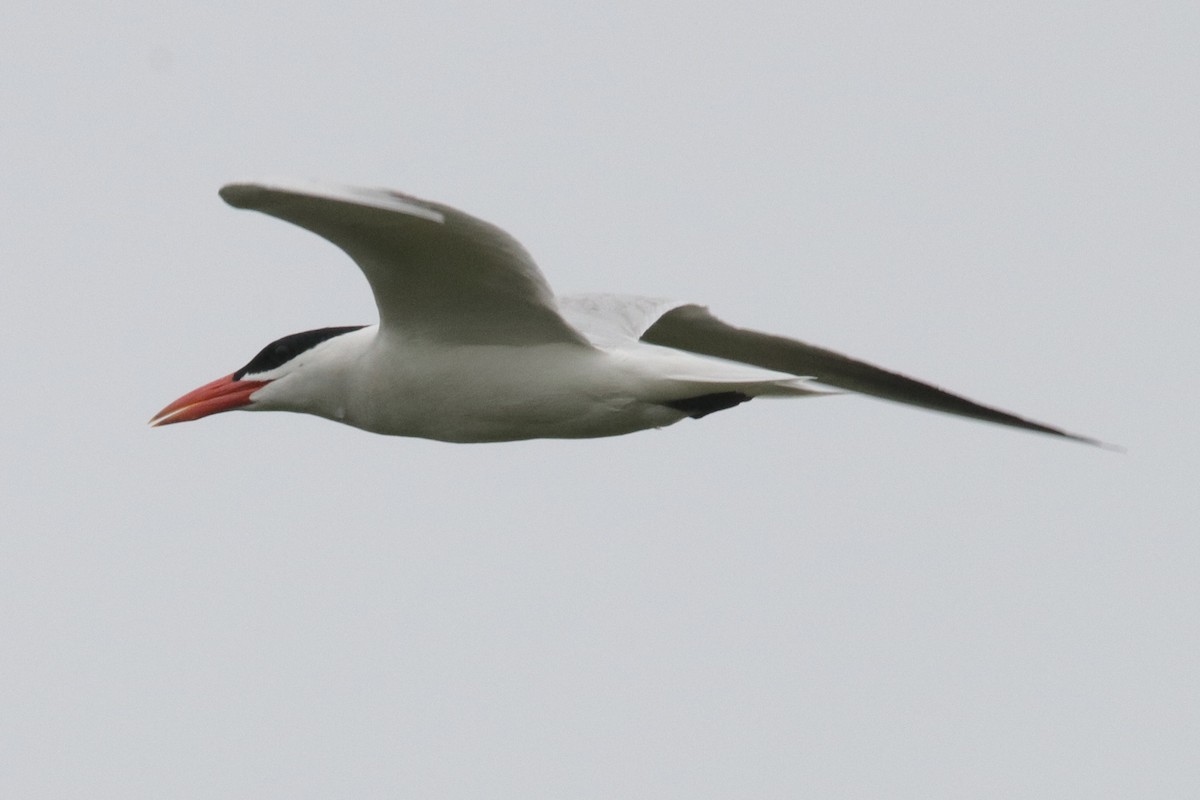 Caspian Tern - Jay & Judy Anderson