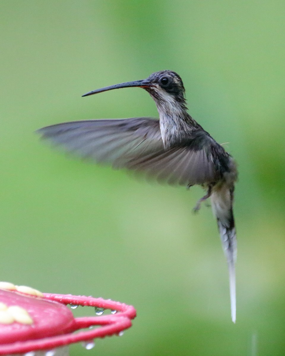 Pale-bellied Hermit - ML621355339