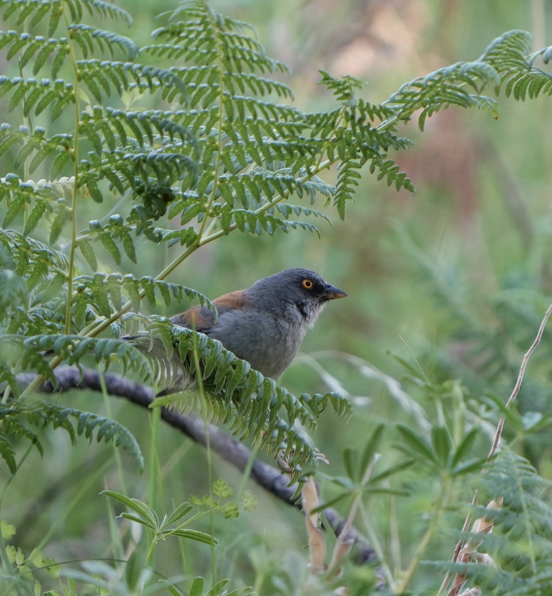 Yellow-eyed Junco - John Rhoades