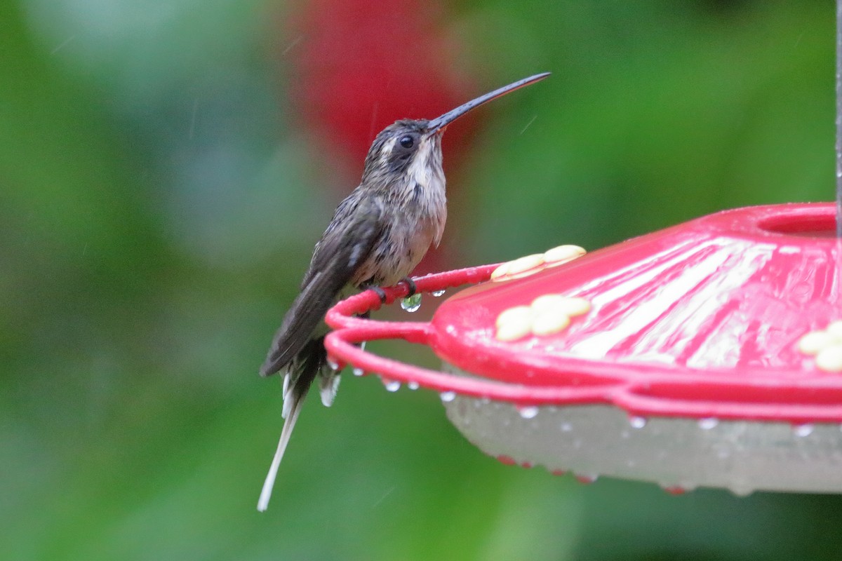 Pale-bellied Hermit - ML621355415