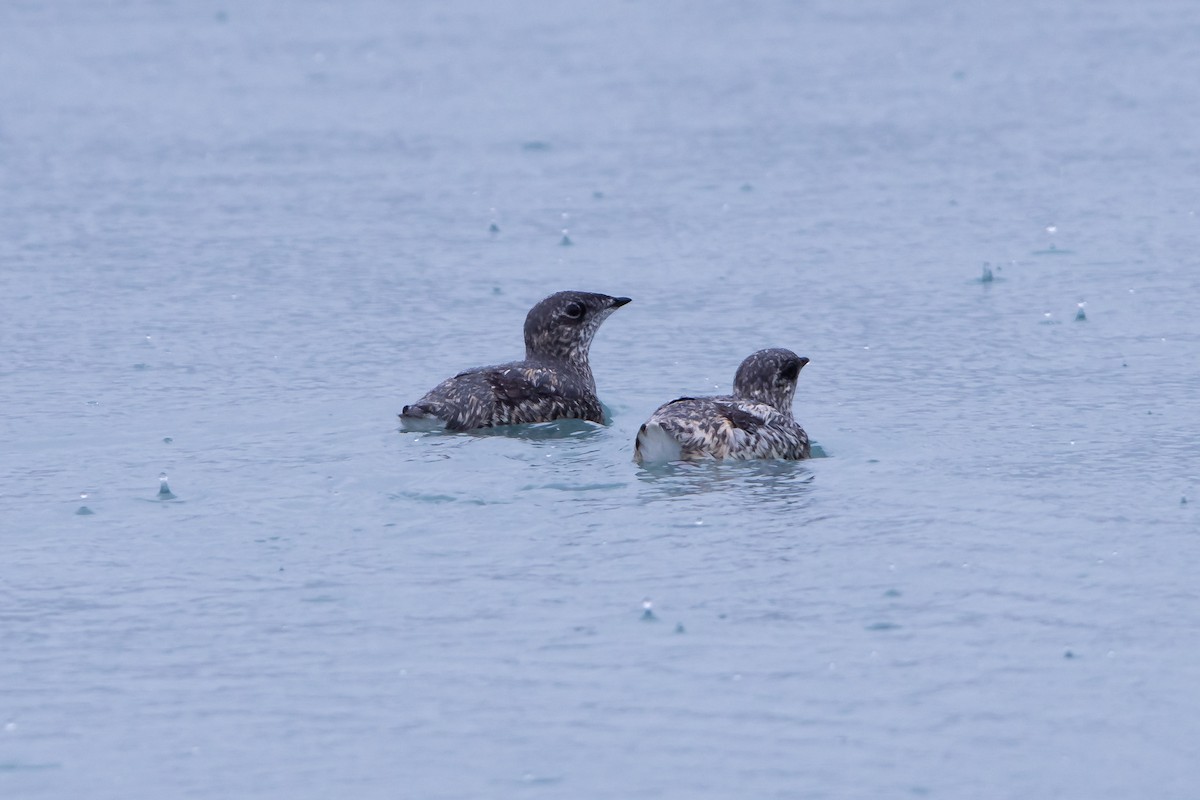 Kittlitz's Murrelet - ML621355467