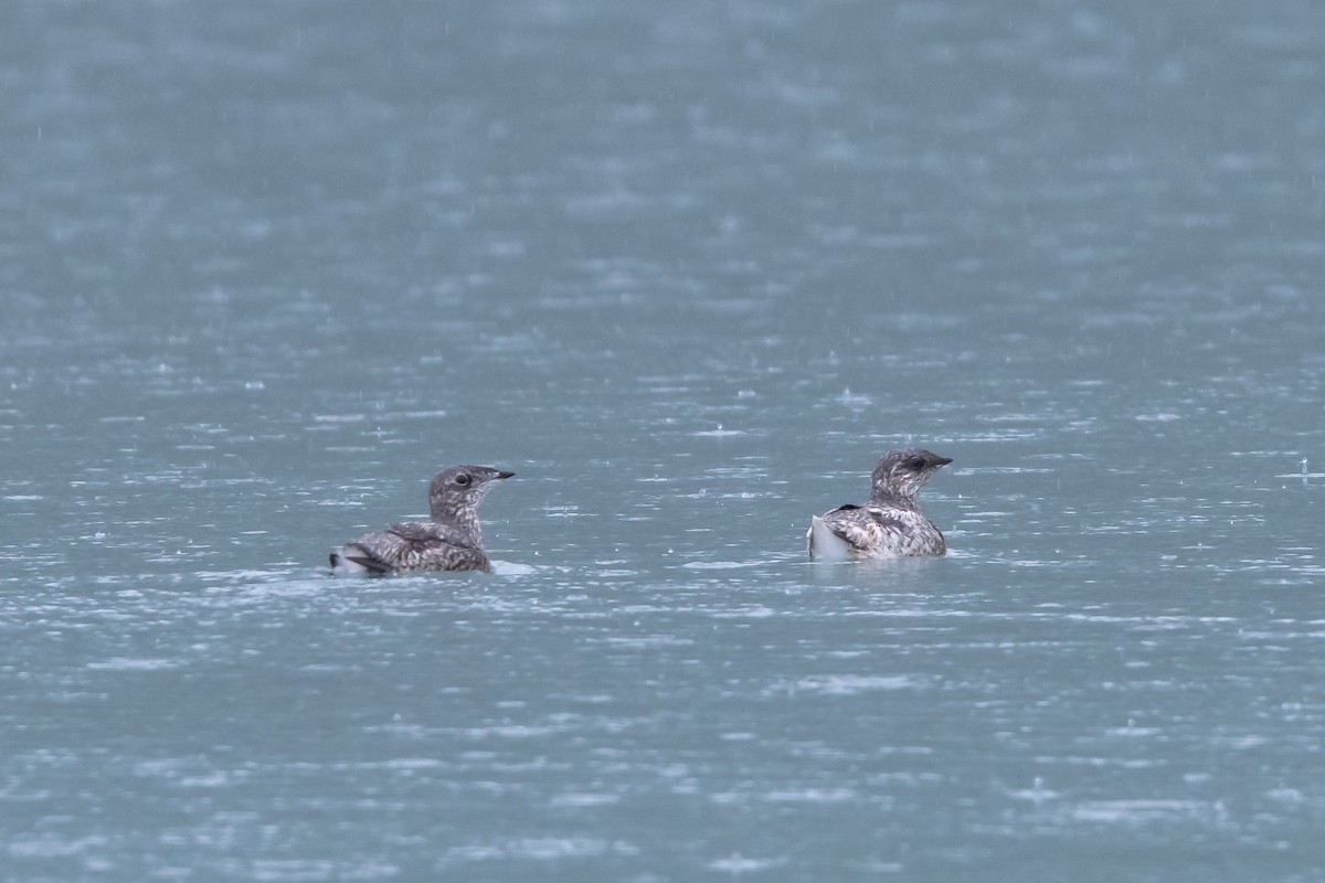 Kittlitz's Murrelet - ML621355468