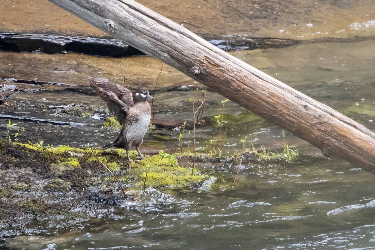 Harlequin Duck - Robert Wheat