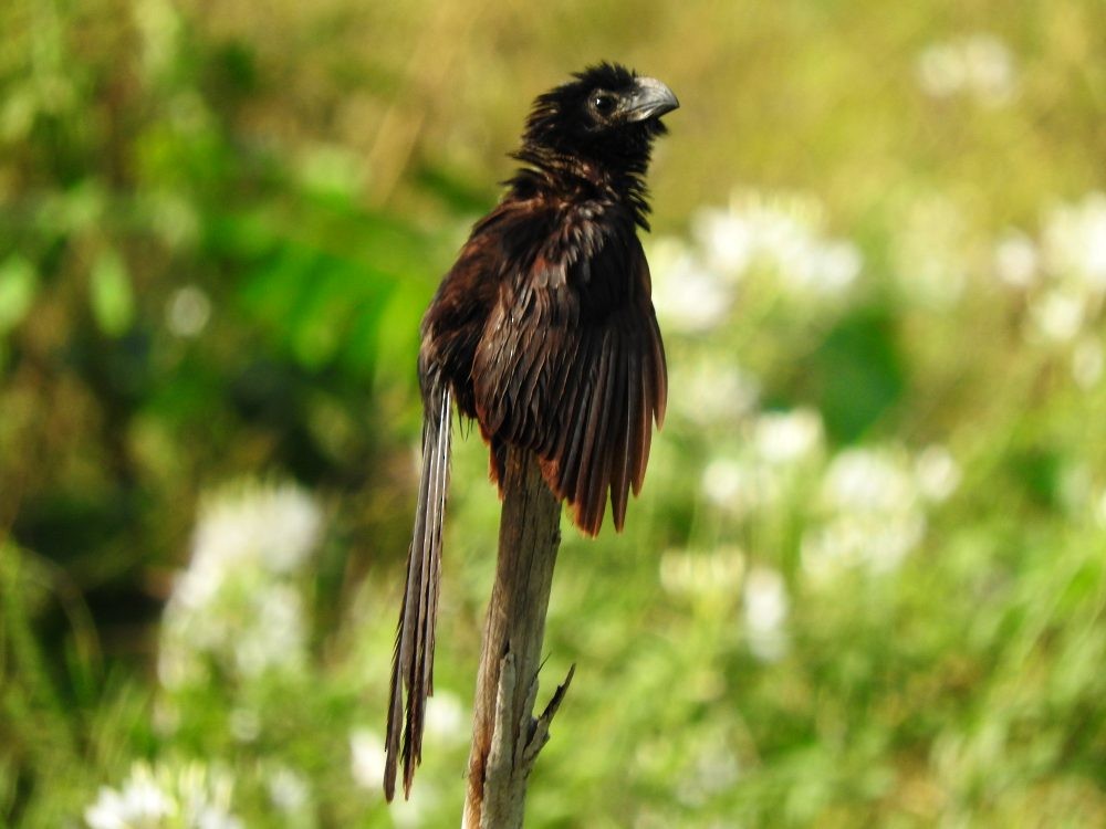 Groove-billed Ani - ML621355546