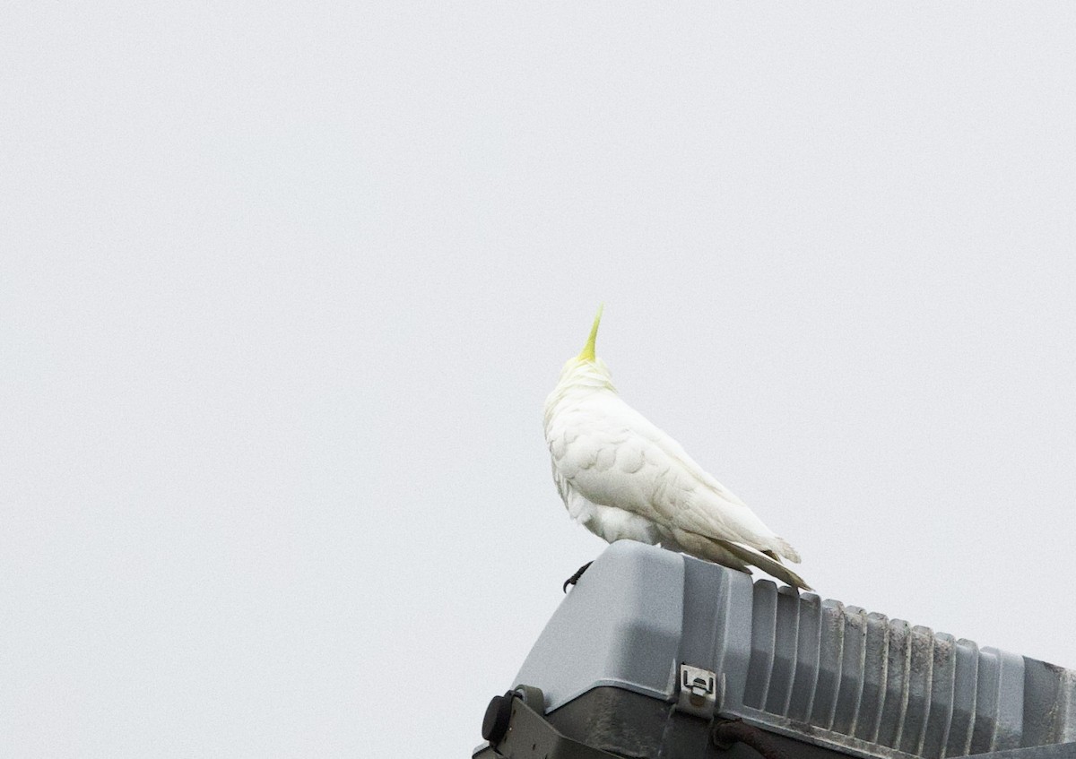 Sulphur-crested Cockatoo - Sue Flecker