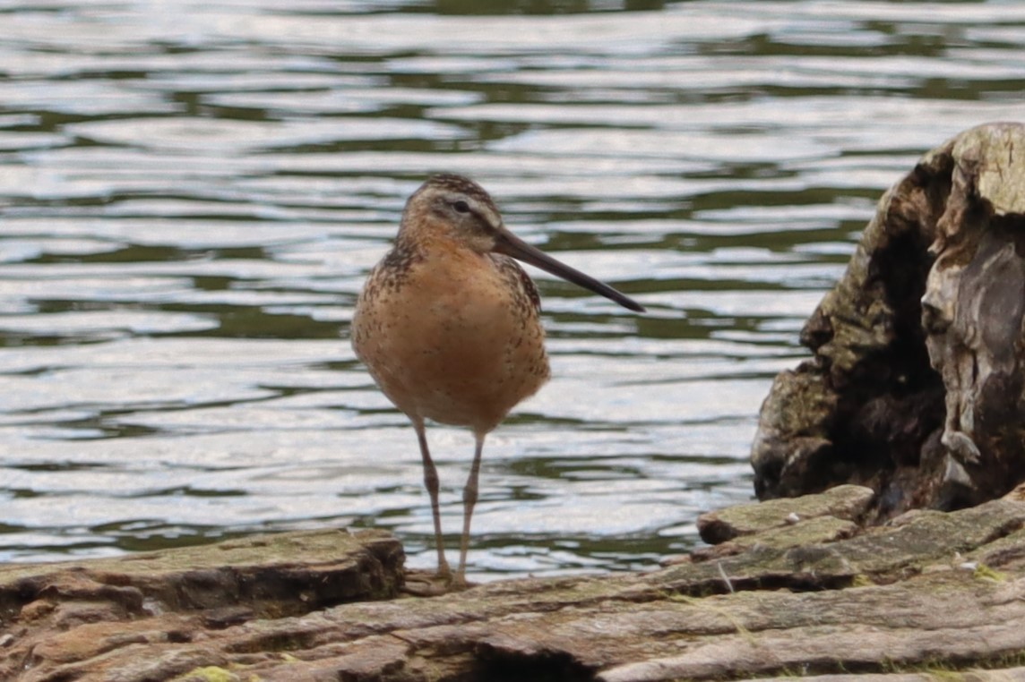 Short-billed Dowitcher - ML621355617