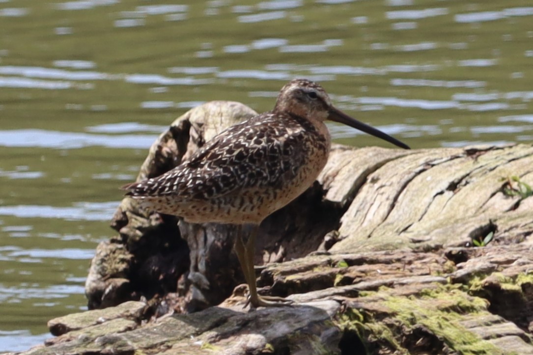 Short-billed Dowitcher - ML621355619