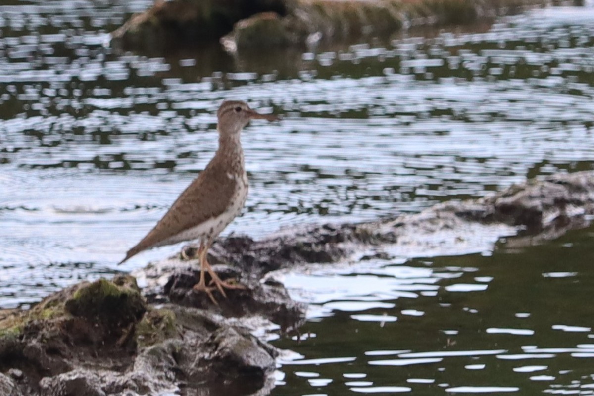 Spotted Sandpiper - ML621355648