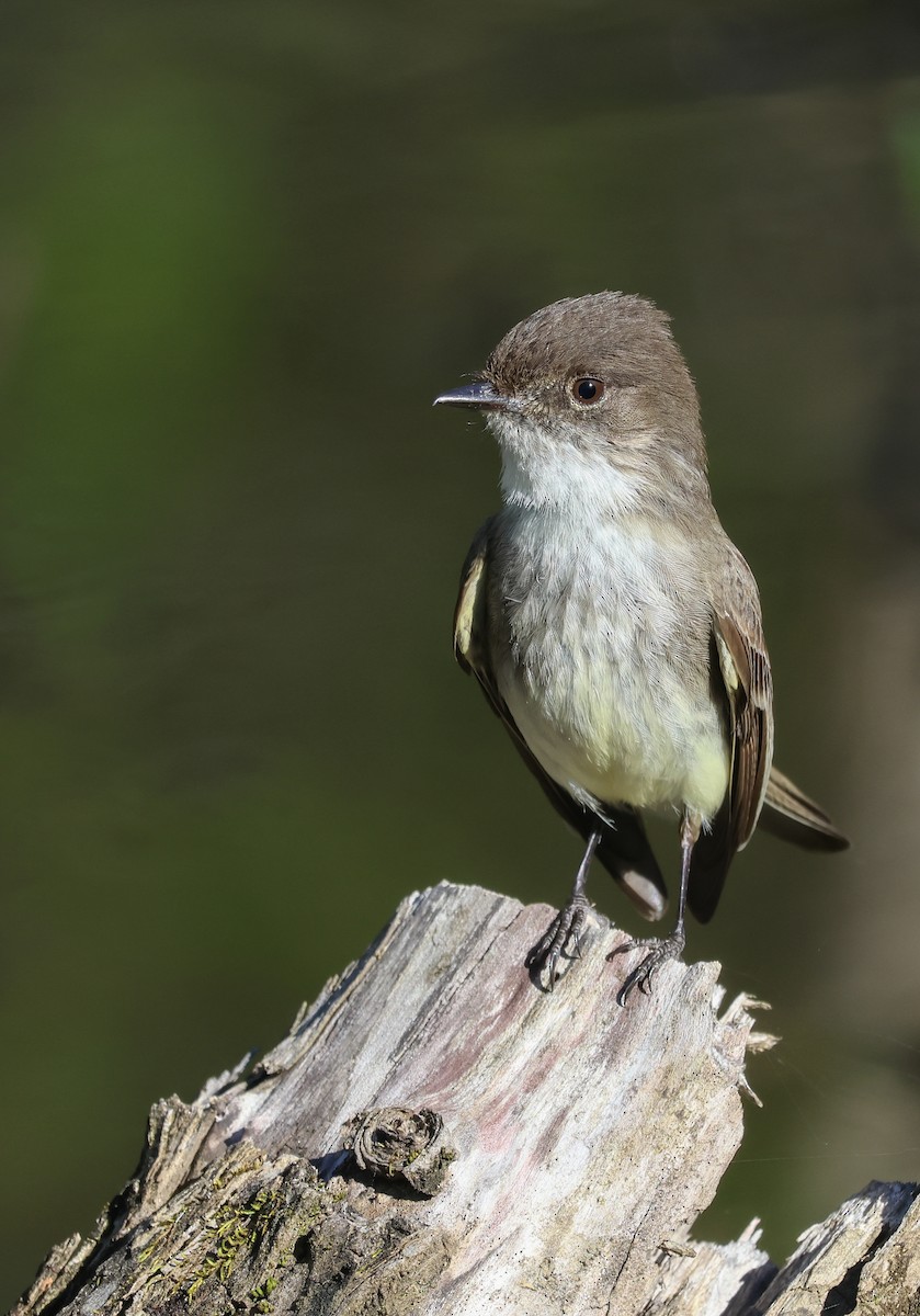 Eastern Phoebe - ML621355712