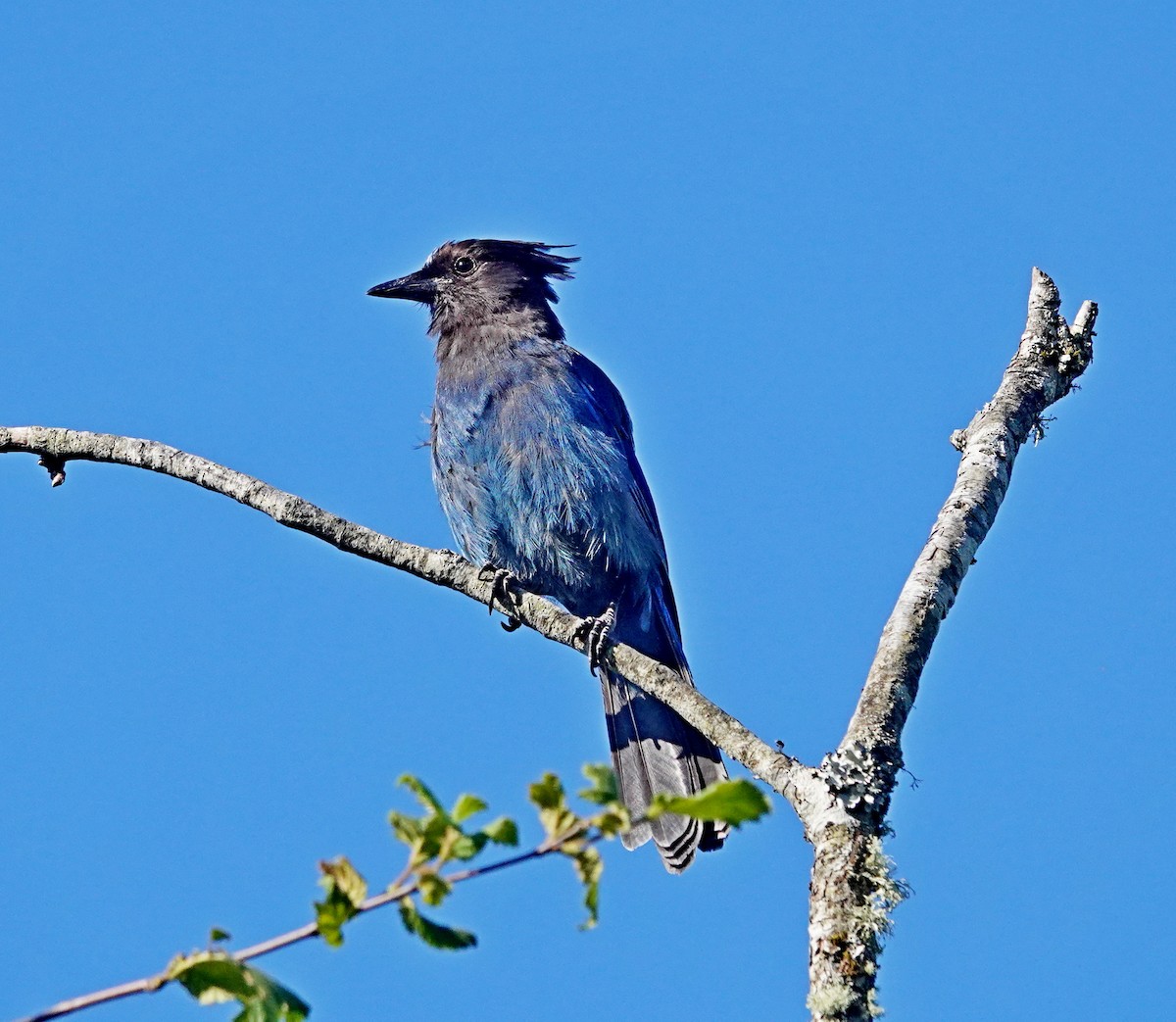 Steller's Jay - ML621355749