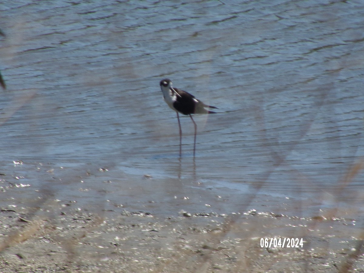 Black-necked Stilt - ML621355786