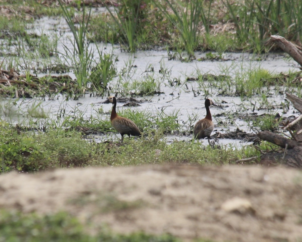 White-faced Whistling-Duck - ML621355804